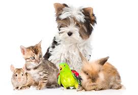 Pets